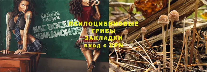 Галлюциногенные грибы Psilocybe  Коркино 